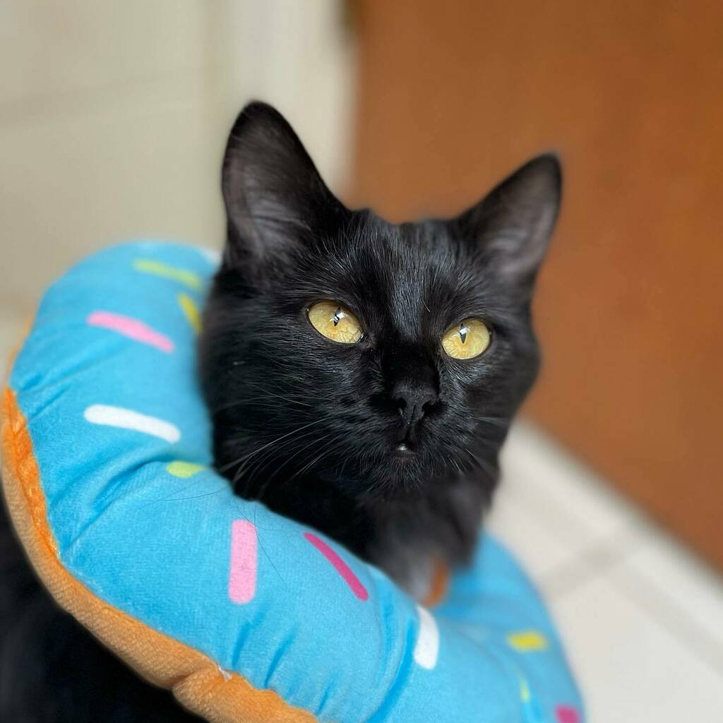 Looking very sleek for someone wearing a donut 🍩😅 Marie was spayed on Friday and is recovering quite nicely ❤️ thanks to the wonderful folks at Nepean Animal Hospital for taking such good care of her 🧑‍⚕️ instagr.am/p/CSJ_FR9rNn5/