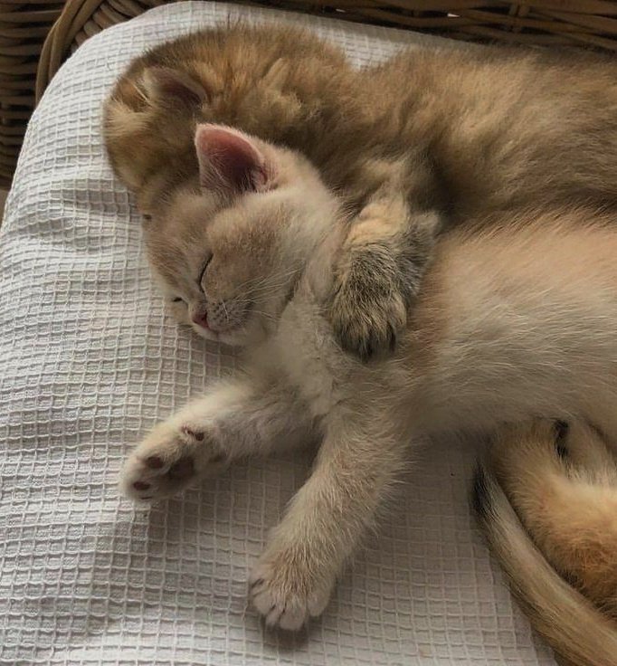 petsforbright's tweet photo. https://t.co/OZotg7owD0