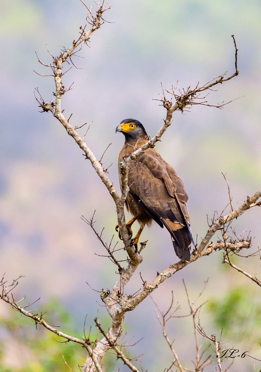 Chitragupta1974's tweet photo. कौन इस राह से गुज़रता है
दिल यूँ ही इंतज़ार करता है...
The Crested Serpent Eagle #BirdsWithTalons
#Raptors
#IndiAves
#ThePhotoHour
#IncredibleIndia
#birds
#birdphotography
#birding
#NaturePhotography #BBCWildlifePOTD #TwitterNatureCommunity 
@Avibase https://t.co/GUEgOp7R7V