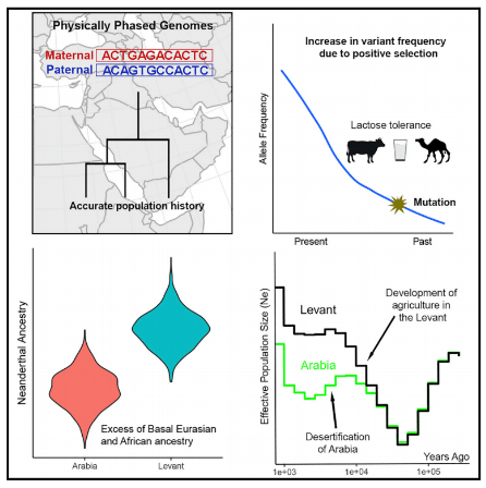 Happy and proud to see our paper published today. Using physically-phased whole-genome sequences, we were able to explore the effect of lifestyle transitions, climate change and admixture on the population history of the Middle East. Available open-access 
@CellCellPress https://t.co/eyjzEqnhGR