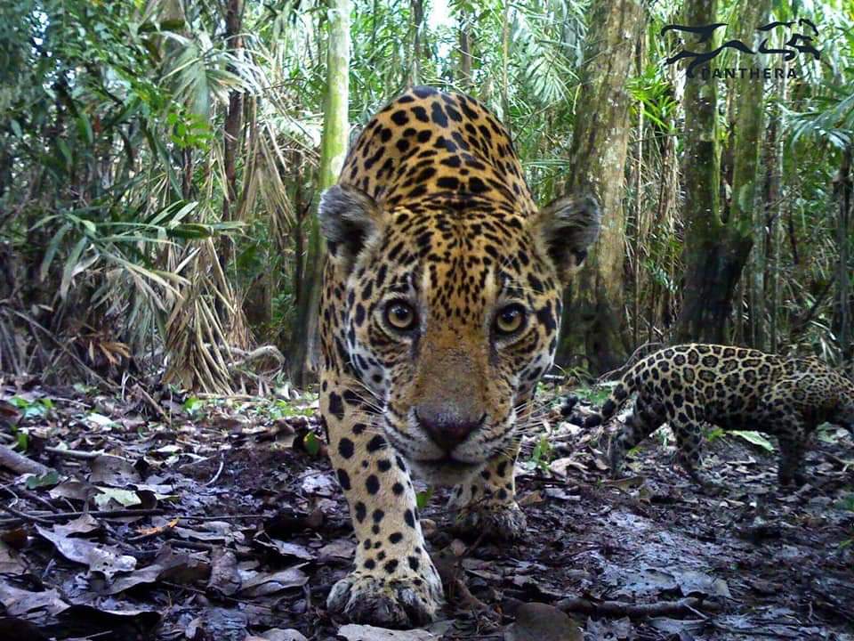 lorenzolizarazo's tweet photo. En el Magdalena Medio sentencian a muerte a los jaguares por una noticia falsa divulgada en whatsapp.
👉 https://t.co/5l9xkG4zrT
#Ecolecuá 
Foto: @PantheraCats https://t.co/Ff0ghICX4h
