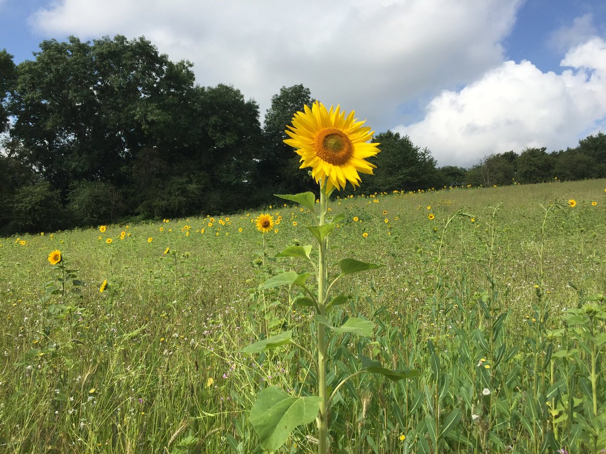 Great to be leading a group from <a href="/NW_Watford/">NordicWalkingWatford</a> to see the sunflowers at Chorleywood