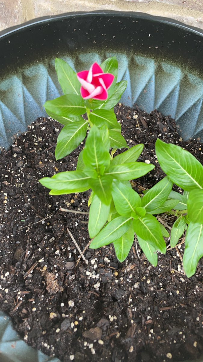 maliev722's tweet photo. Some glamour shots of my lovely bright pink Rosy Periwinkle as it opened in its pot! 🥰 #flowers #periwinkle #gardening #rosyperiwinkle #gardengoth https://t.co/L8hA20PjTj