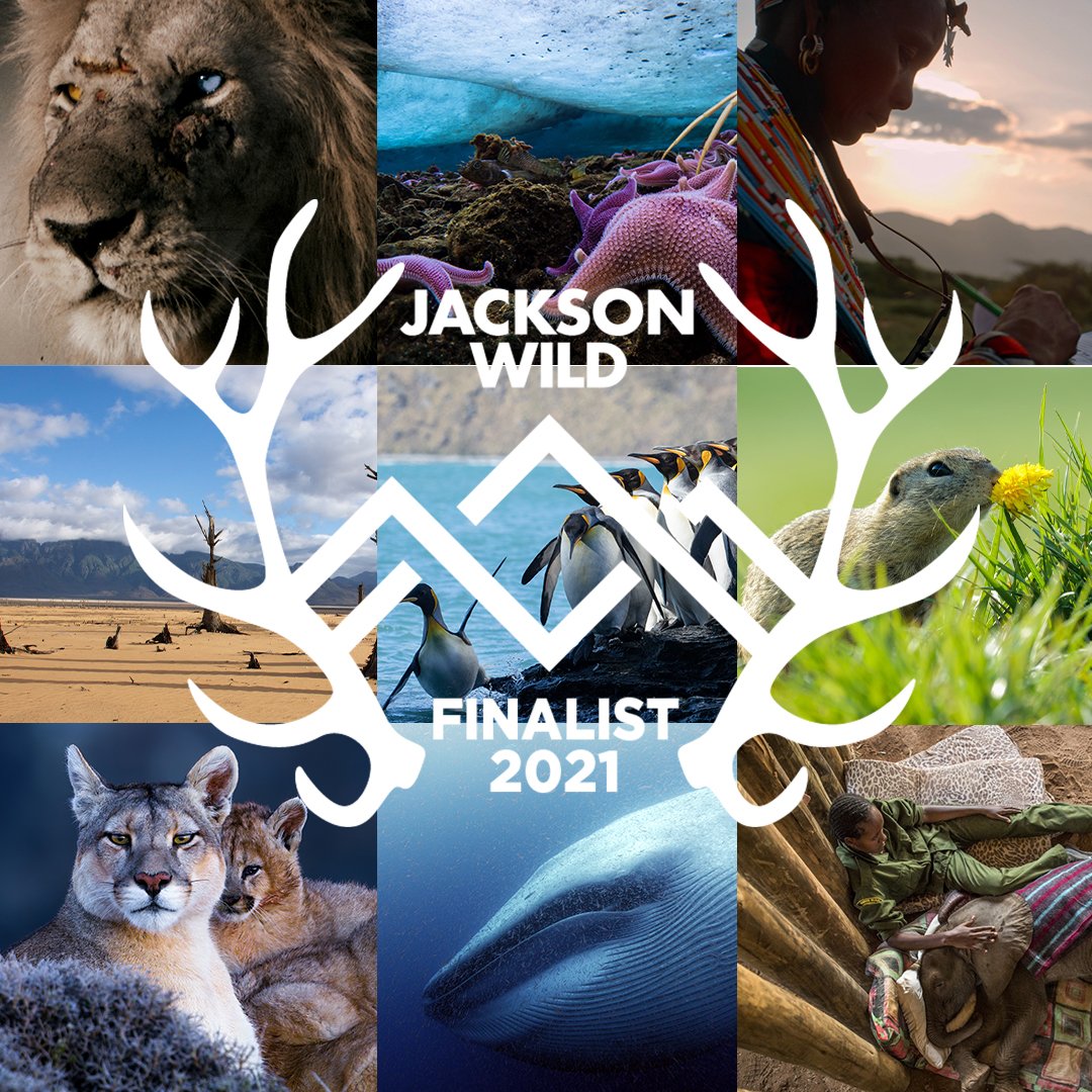 JacksonWild's tweet photo. Congratulations to the 2021 Jackson Wild Media Awards. Finalists were selected by more than 150 international judges who together screened over 3,000 hours of media.

View Finalists: https://t.co/WftNGNvQtD

#jacksonwildmediaawards #jacksonwildmediaawards2021 https://t.co/kVnGJXAJu0