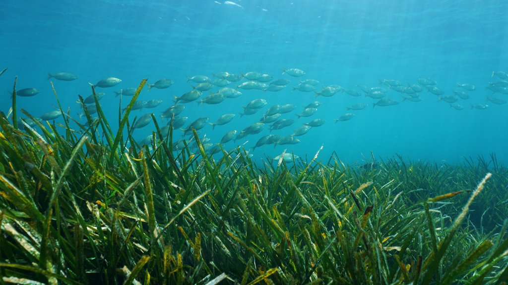 Surfers Against Sewage tweet media