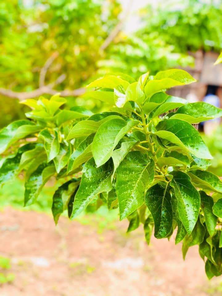 CabdiweliD's tweet photo. Kenya 🇰🇪 dambe Avocado laga keeni maayo.

Yaa yiri Dalkeena Avocado 🥑 Kama baxayso Waa #Baladwayne waxana Ku beeray muwaadin Soomaaliyeed oo lagu magacaabo Mohamed #Dhicis waxan leenahay guulayso. https://t.co/FXgztBq1gX