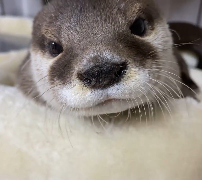 Loutre