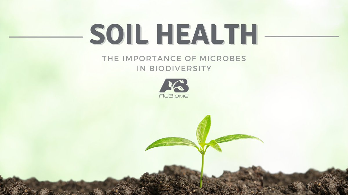agbiome's tweet image. Soil is vital to the ecosystem because many beneficial microbes live there. Healthy soil can:
🌽 bolster crop yields
🌊 increase water retention
🛡️ prevent erosion
🌏 reduce greenhouse gas emissions 
🐝 improve biodiversity
💦 protect water quality