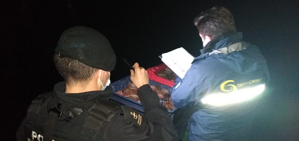 sernapesca's tweet photo. Los Lagos: Por veda #MerluzaAustral, anoche fiscalizamos junto a #AutoridadMarítima puntos de desembarque en Dalcahue, Quicaví y Tenaun, sin detectar incumplimientos. También se controló talla mínima legal de erizos. https://t.co/eK9DWS5Wl7