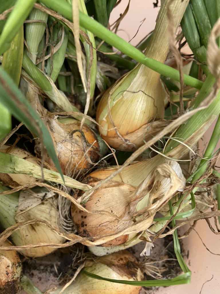 GLC GREENER tweet media