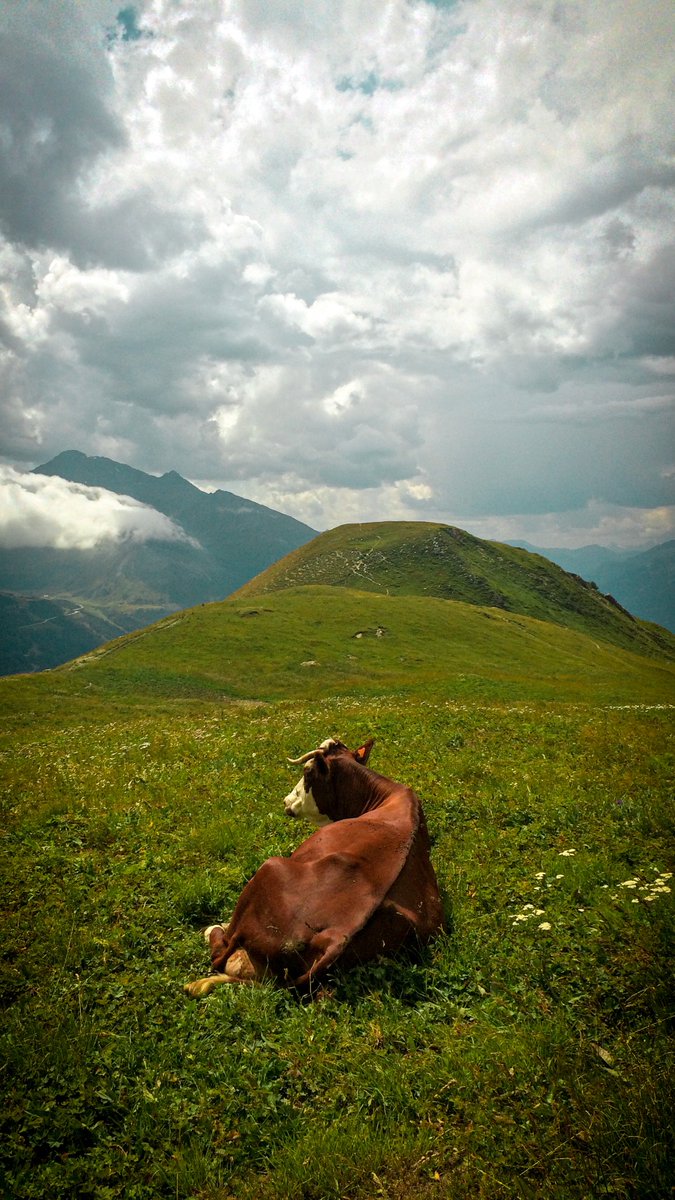 gabflrt's tweet image. #CLOUTNFT 
Beautiful view of a cow resting in the fresh grass at more than 2400 meters of altitude.
bitclout.com/posts/db6978a2…