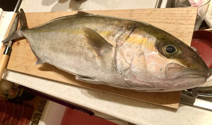 カンパチくんもいるよ( ˙˘˙ )🍣 