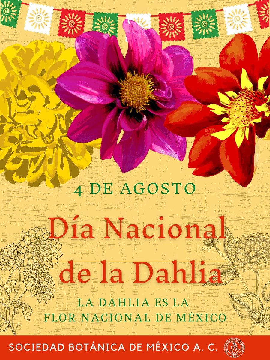 ¿Sabías que la Dahlia es la flor nacional de México? ¡Y hoy es su día!
Existen alrededor de 43 especies de Dahlia, todas de América, y alrededor de 35 especies endémicas de México. #DíaNacionalDeLasDalias