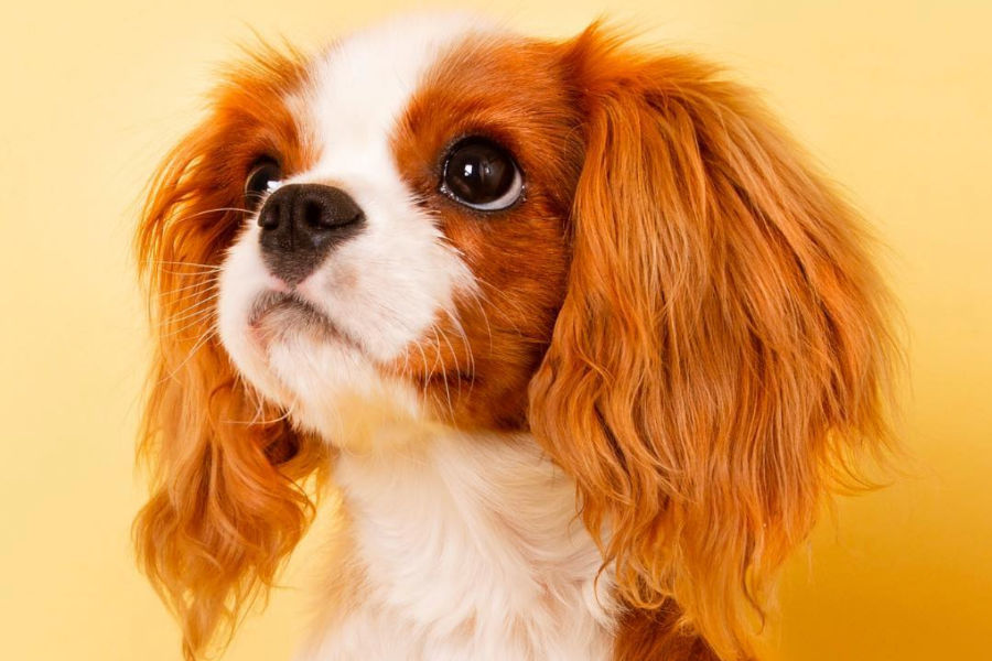 LilliPaws's tweet photo. Friendship Month Goal: BRING HOME BEST FRIEND. 🐶

Value the ones that care about you. Have a supportive bestie to share your dreams with! Tie that final FriendshipBand if they too love a Little Paw'd friend!
#lillipaws #cavalierworld #cavaliercommunity #cavalierpuppy #ilovemydog https://t.co/D7TkW4Ri4g
