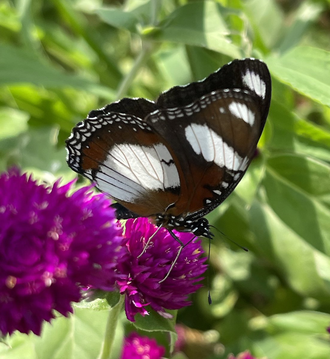 ajaykh23's tweet photo. Next we have the Hypolimnas bolina, the great #eggfly on the globe amaranth flower today, initially it was a bit shy, then I could click from various angles - just loving watching over this  in my office nursery @savebutterflies @Butterfly_bros #shotoniphone https://t.co/3ulY6DQPL0