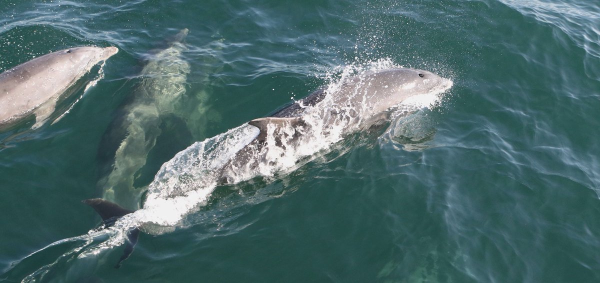Wonderful sighting of Dolphins today from May Princess on trip to May Isle 🐬🐬🐬🐬🐬🐬🥰🥰