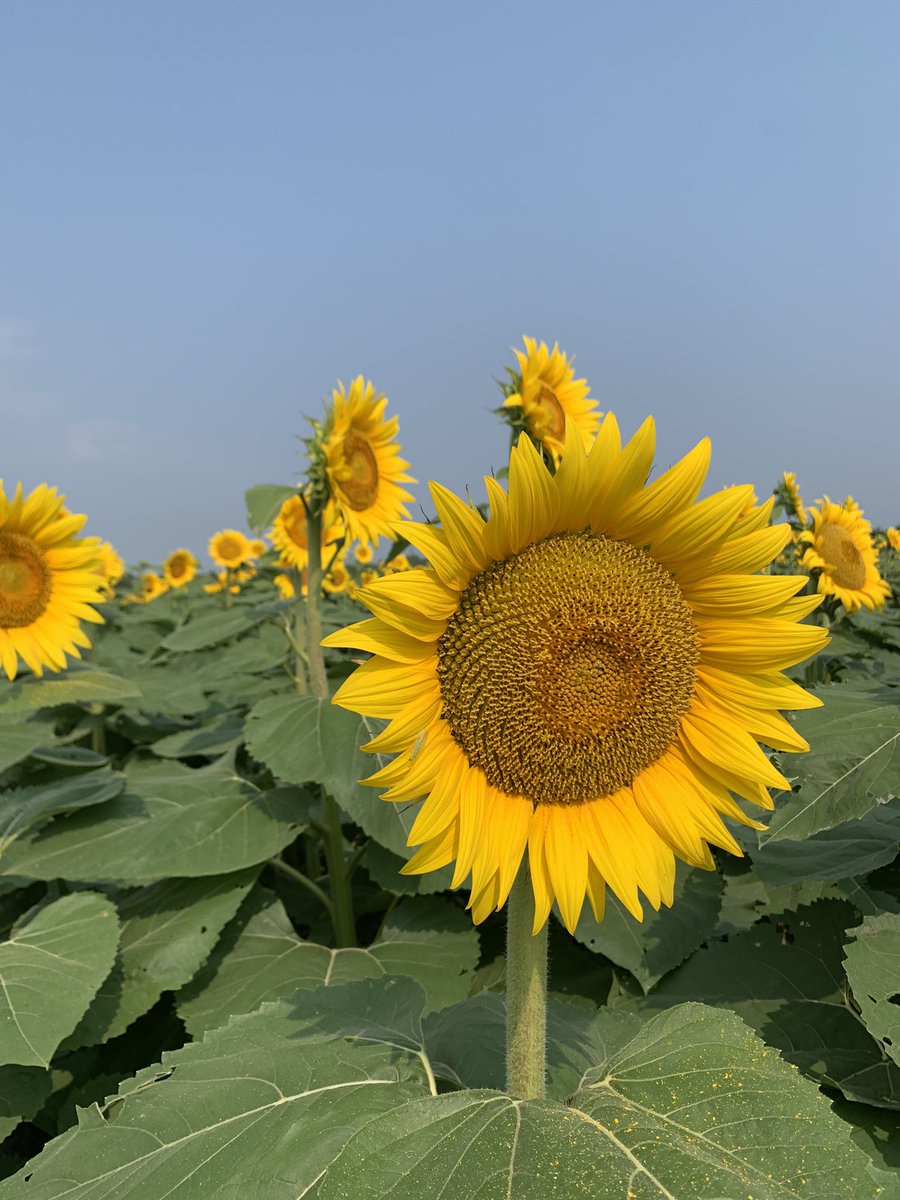 tjostmeyer's tweet photo. Sunflowers are an amazing crop, just not the most fun to do field research on! #bees #redarms https://t.co/WCEim8xdyp