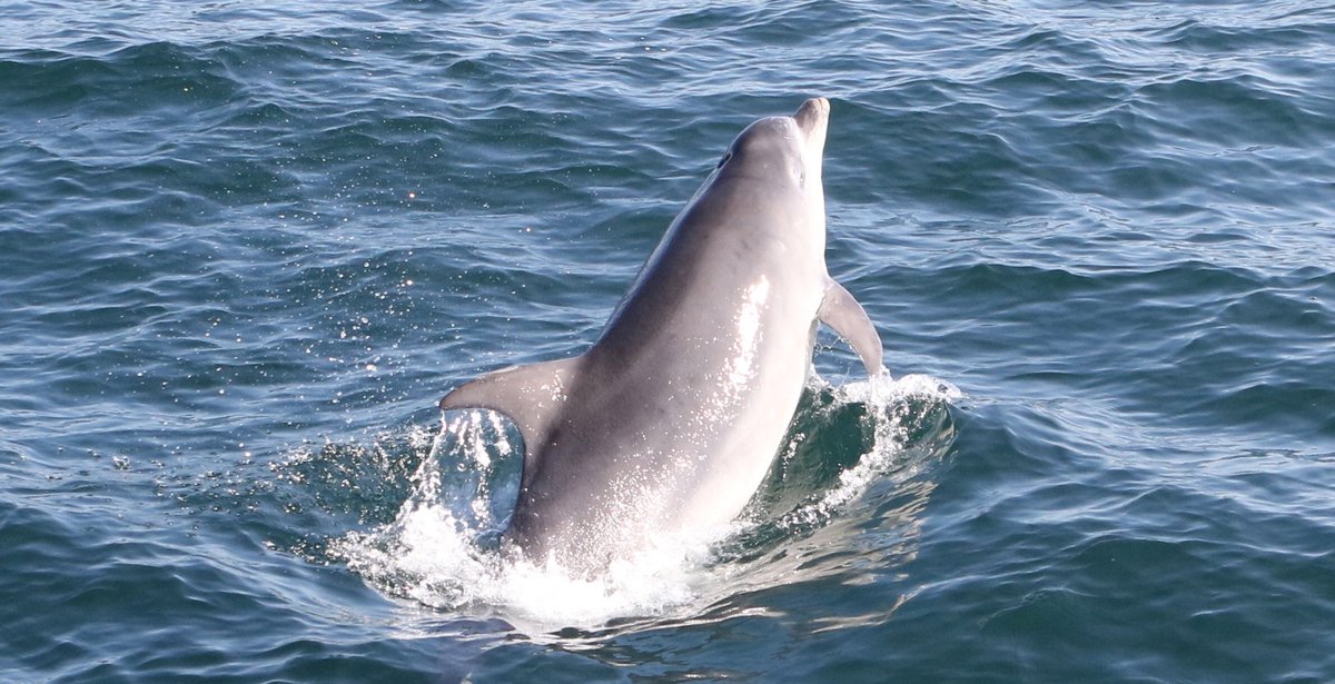 Playful Dolphins 🐬 en-route to May Island 😎😎🐬🐬🐬👁👁👏👏