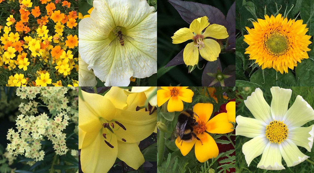 AngharadBeckett's tweet photo. We are all so busy glued to our screens all day, but do take a moment to go outside if you can and watch the other busy bees! 🐝 I recommend!

#Refreshing #WellbeingMatters #Happiness #StudyInYellow https://t.co/UhRLtD3b5I