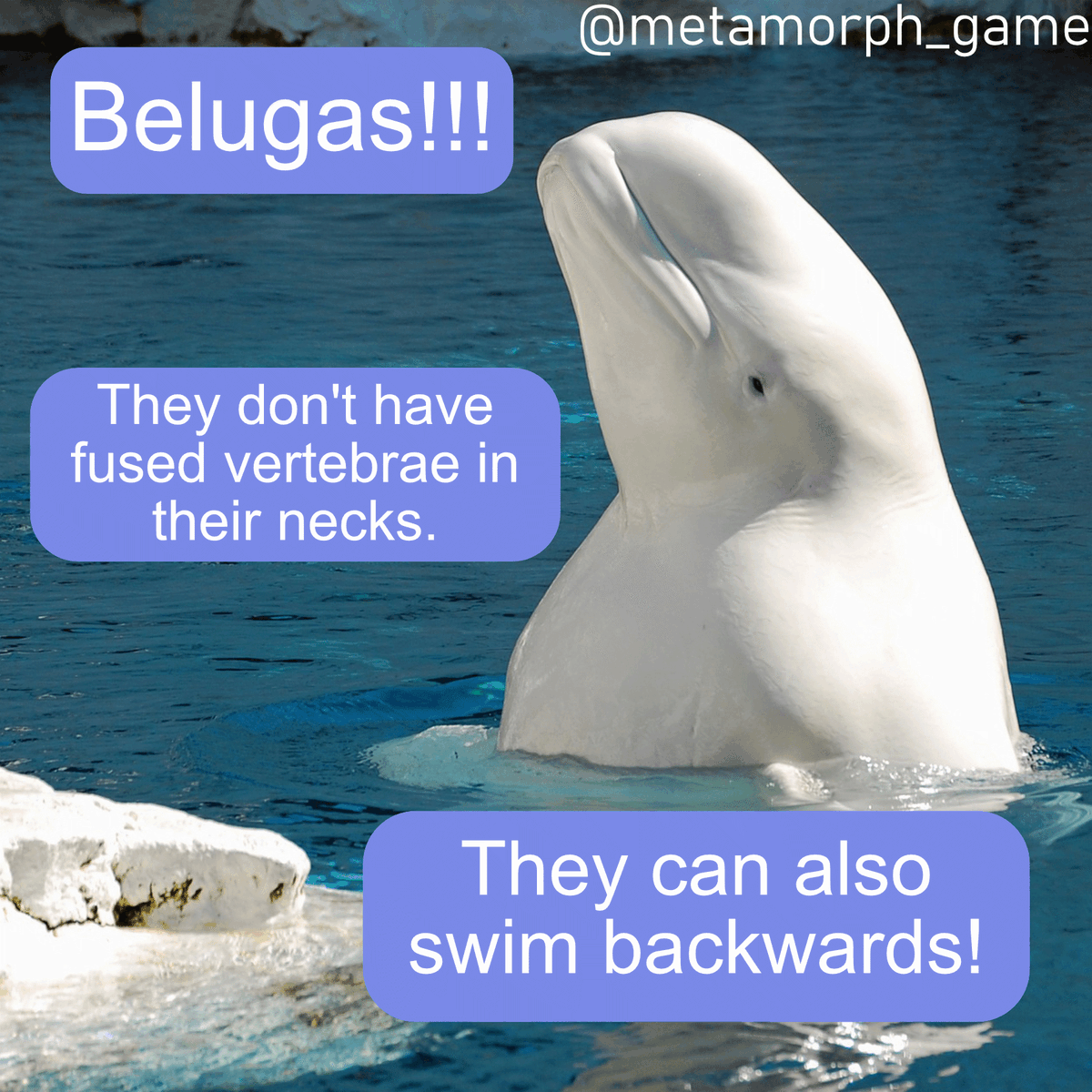 What sea creature can move its head side to side?
.
Download Metamorphosis: Thyota's Journey below!🐠
.
.
itch.io page: joannashen.itch.io/metamorphosis-… 
Game website: metamorphosisthegame.com 

#metamorphthegame #indiegamesdev #oceanography #oceanlife #itchio #DidYouKnow