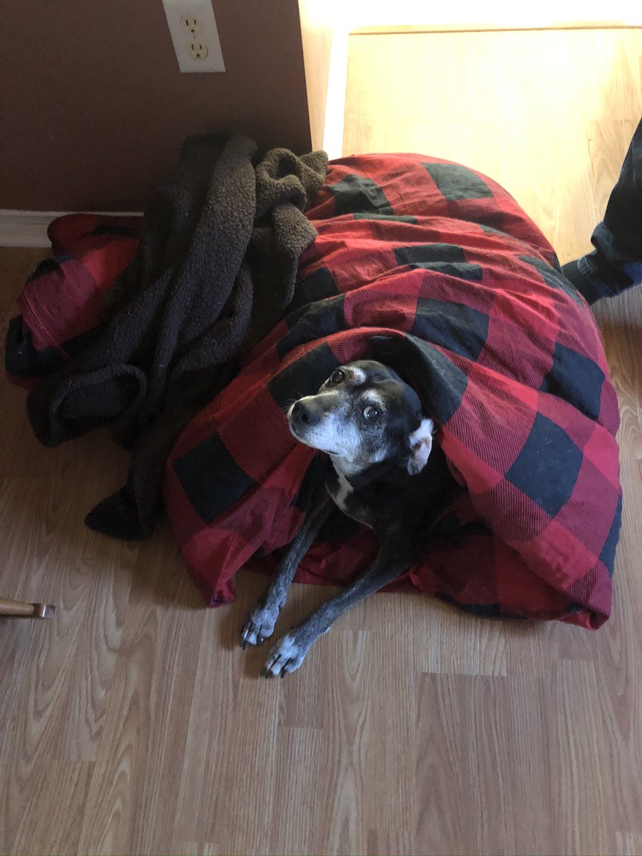 skaseyb's tweet photo. @Mythical #GMMReadyPetGo Tootsie Roll https://t.co/aivoa4H4qt