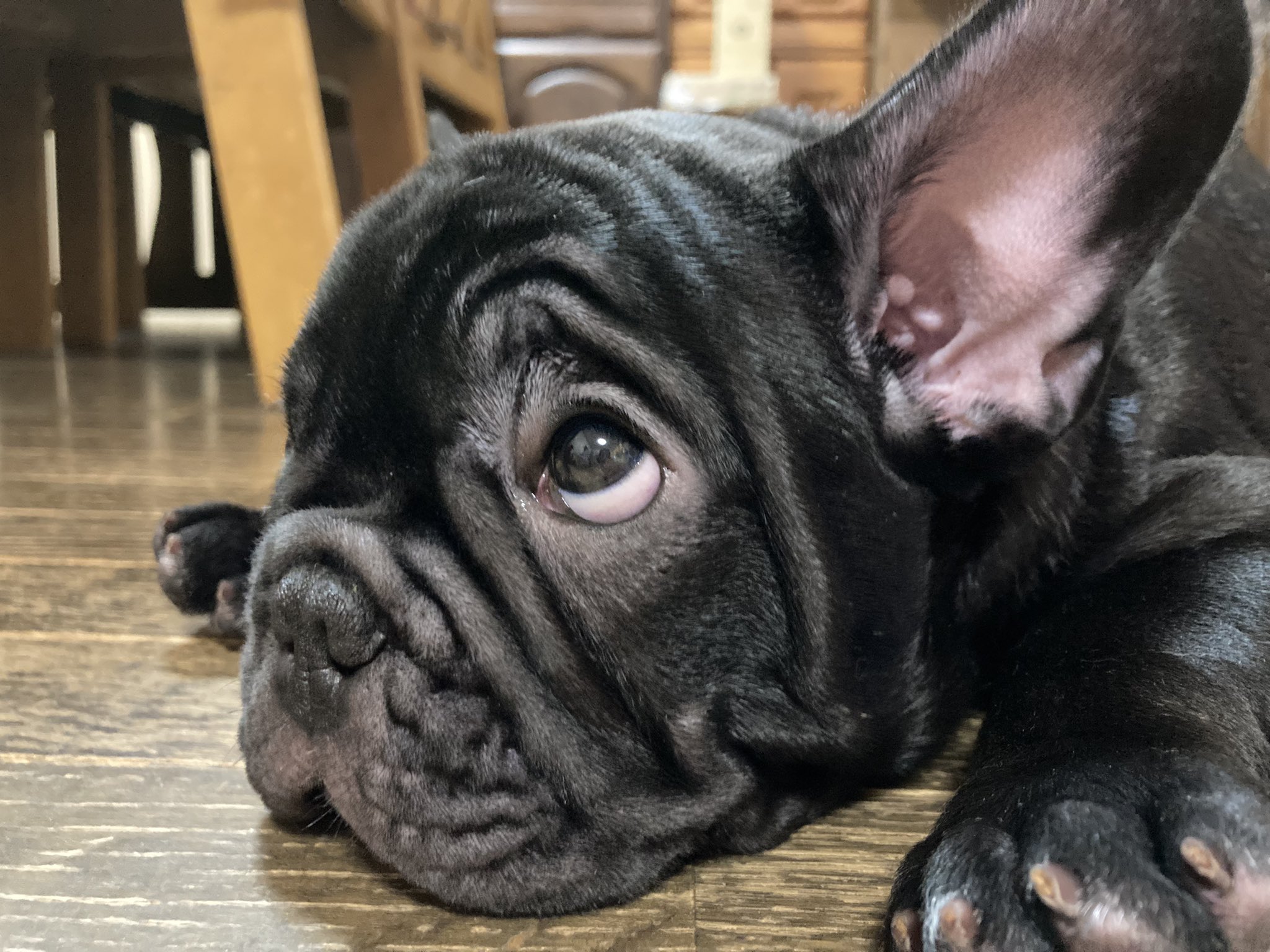 コンチネントハウス オコちゃん 仮名 の色々な顔 なかなかの癒しです シワシワや クララベビー Frenchbulldog Frenchielove フレンチブルドッグ フレブル 子犬 Buhi Dog ブリンドル 和歌山 海南市 関西 フレンチブルドッグ子犬