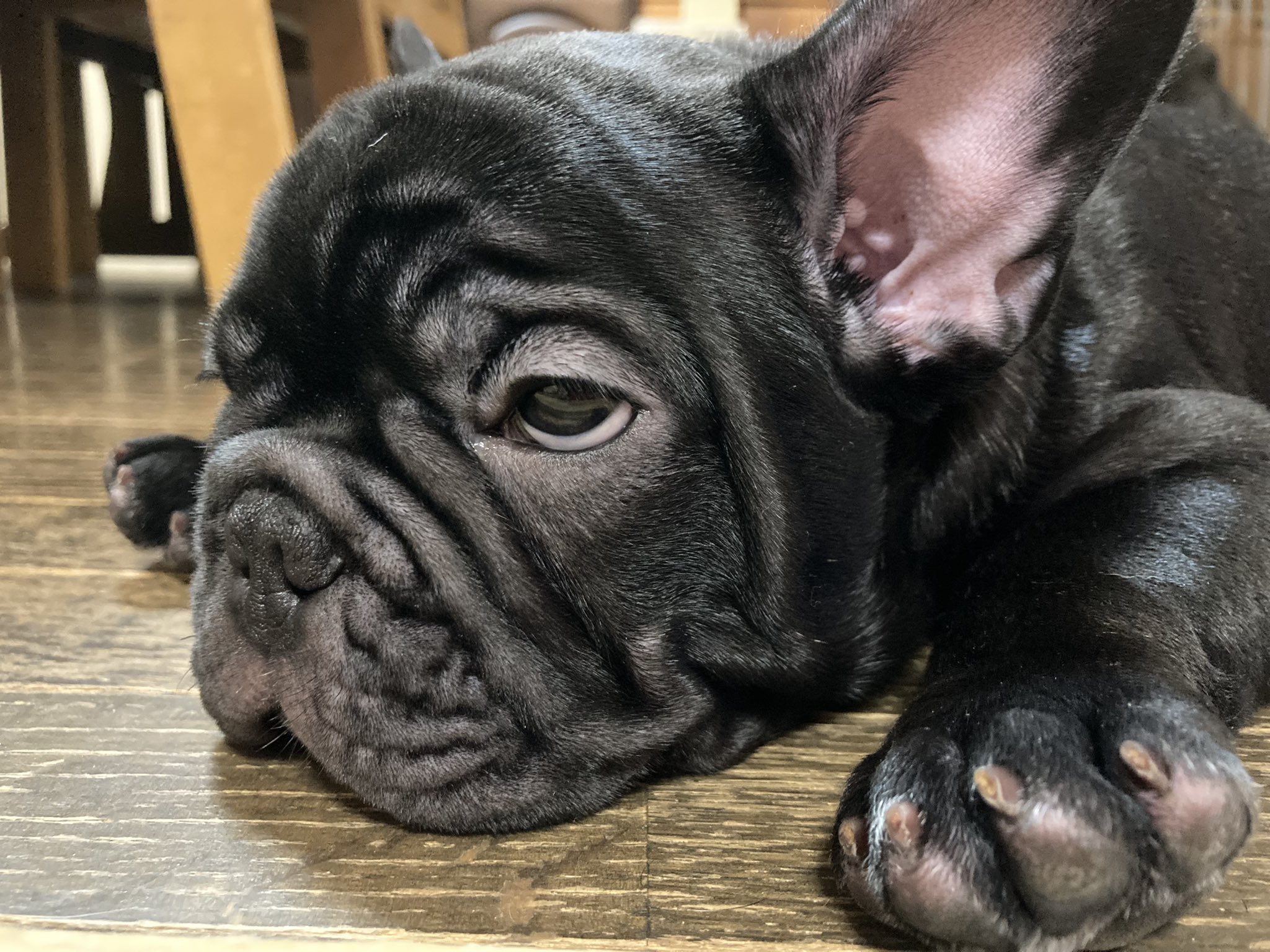 コンチネントハウス オコちゃん 仮名 の色々な顔 なかなかの癒しです シワシワや クララベビー Frenchbulldog Frenchielove フレンチブルドッグ フレブル 子犬 Buhi Dog ブリンドル 和歌山 海南市 関西 フレンチブルドッグ子犬