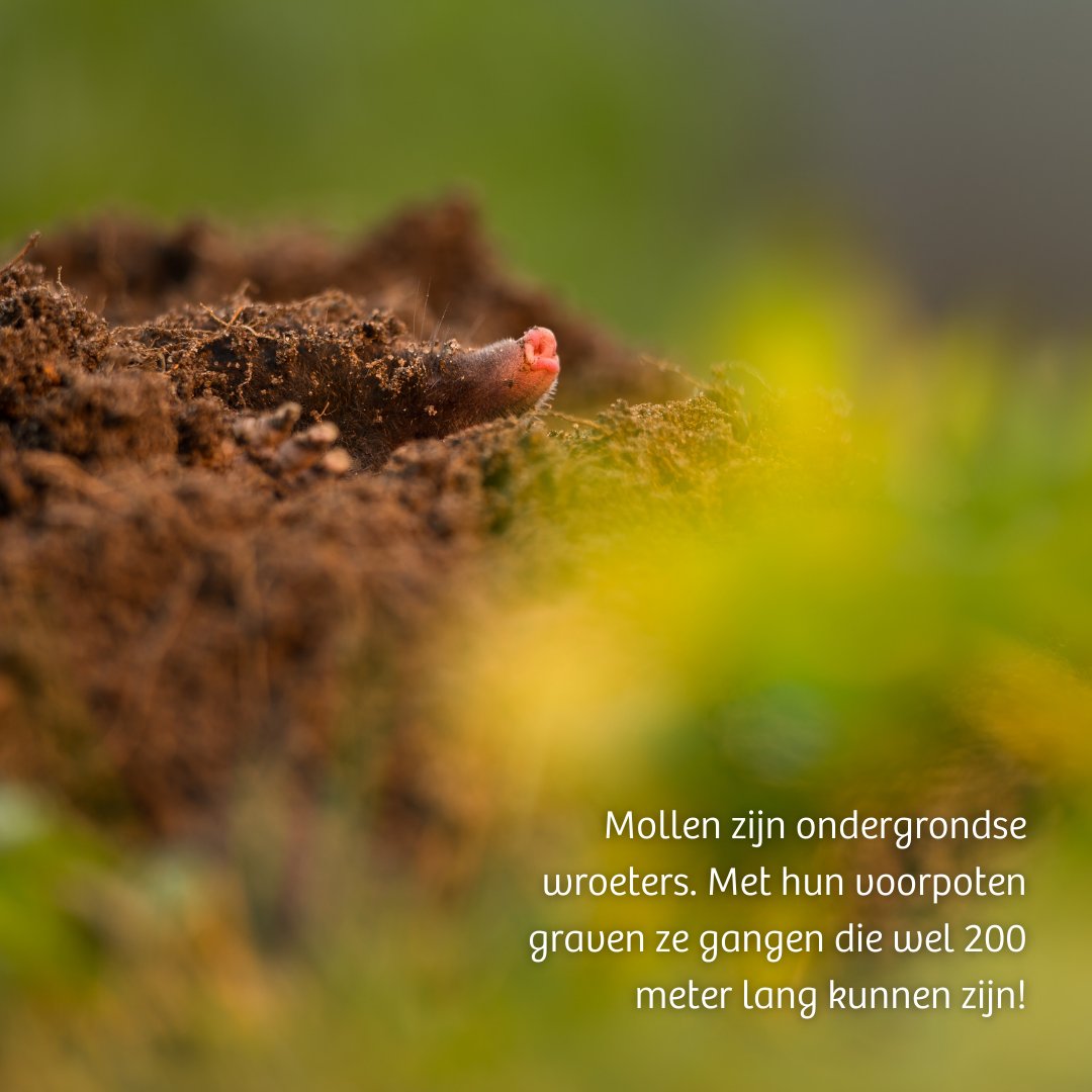 IVNNederland's tweet photo. Veel #tuinbezitters zien de #mol als een ongewenste gast. De oplossing tegen #molshopen zit ‘m in het verspreiden van de aarde na het ontstaan ervan. Hiermee voorkom je kale plekken in het #gras. Dus stamp de #molshoop niet aan en verdrijf de mol niet. Meer over de mol 👇 https://t.co/l3l3EFfQrJ