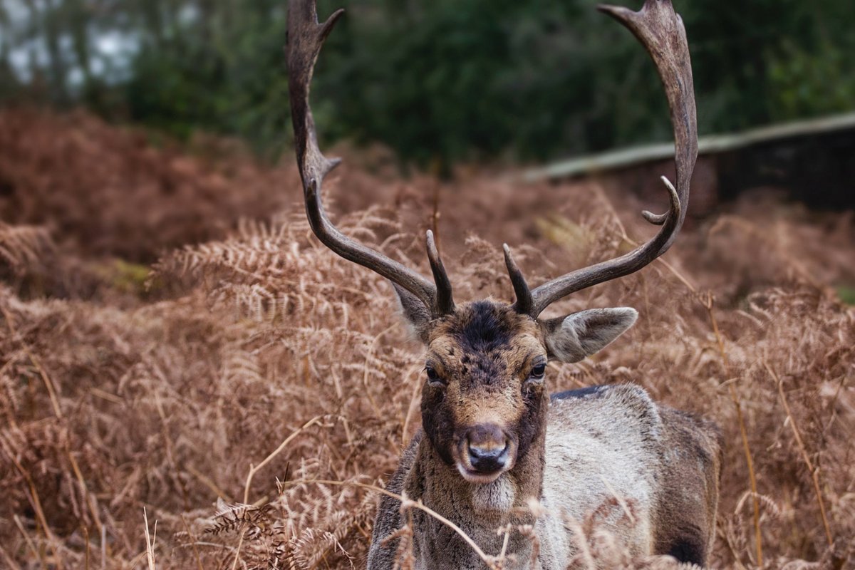 REIPMCR's tweet photo. A short walk from Alderbank, Dunham Massey offers residents an outdoor haven to explore. The park boasts a grand Georgian house, expansive gardens, and an ancient deer park. Take a walk with the family or four-legged companion and explore all that Dunham Massey's has to offer. https://t.co/zo4w73T5bF