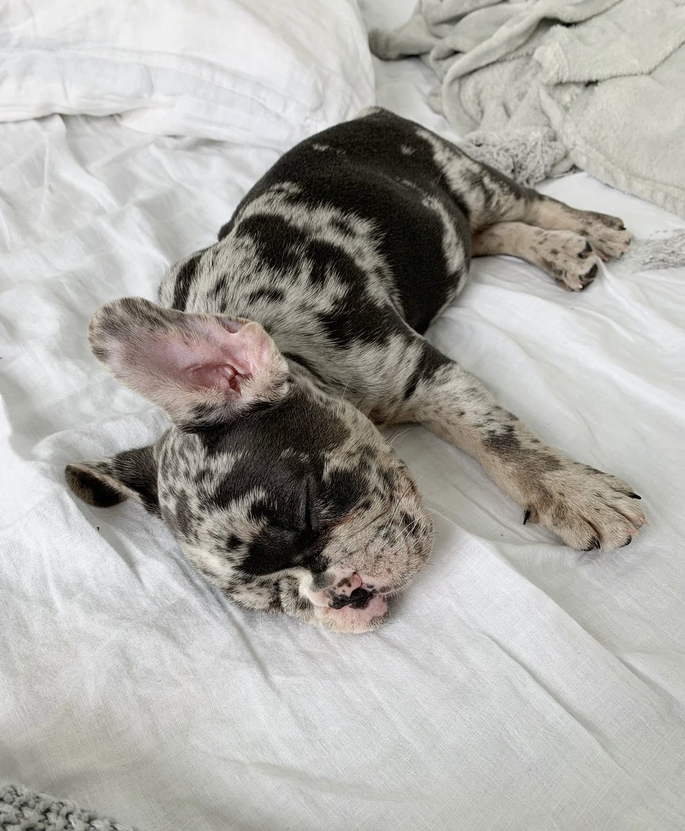 stephcentrone's tweet photo. I got a new puppy 🥺🤍 https://t.co/sx3WaZpaSz