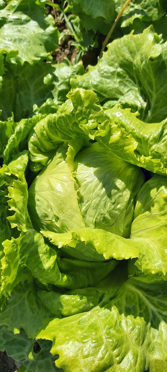 ORGANIC GOURMET tweet media