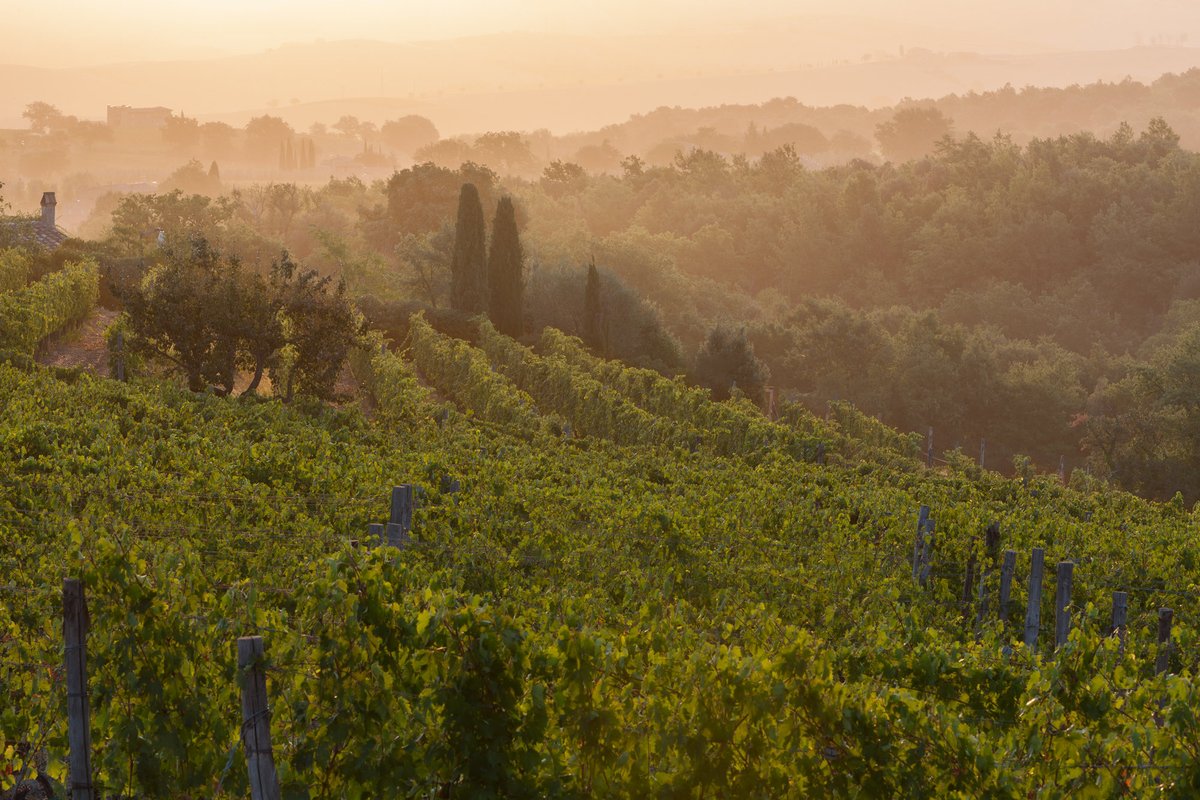 LizPalmer_Wine's tweet photo. Biondi Santi - The Evolution of a Wine Legend
By Filippo Magnani. … continues https://t.co/dBQQase12c
#Biondisanti #wine #redwine #winelovers #instawine #winetourism #italy
#tuscany #tenutagreppo #behindthebottle #italianwine #italianwinelover
#winetasting @biondisantigreppo https://t.co/Lp4xIN50uQ