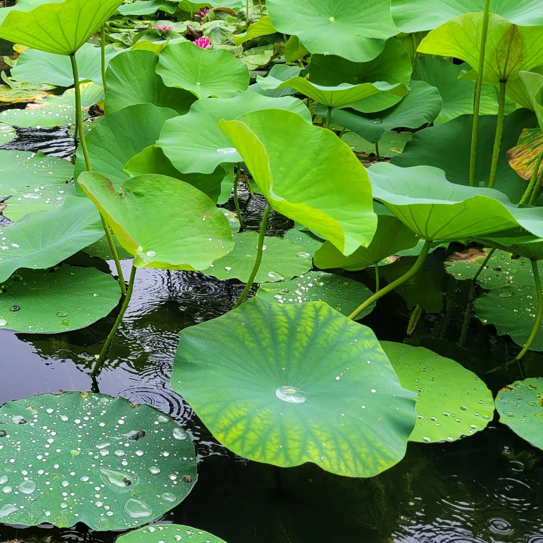 Norfolk Botanical Garden on X: "Ever wonder how the Sacred lotus (Nelumbo  nucifera) stays so clean? Their leaves turns out to be super-hydrophobic,  resulting in a waxy covered surface that helps prevent