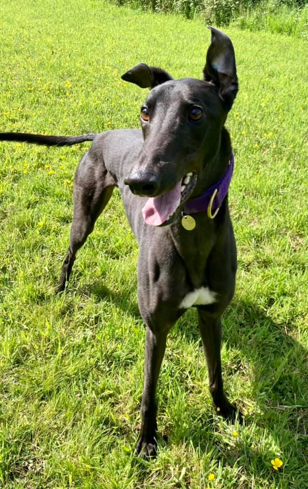 Please retweet to help Winston find a home #NorthWales  - CAN RE HOME NATIONALLY! 
Lovely Greyhound aged 3, he can live with children aged 12+ and with a similar sized dog. Greyhounds make wonderful easy going pets please share to help? skylorsanimalrescue.com/available
#dogs #pets