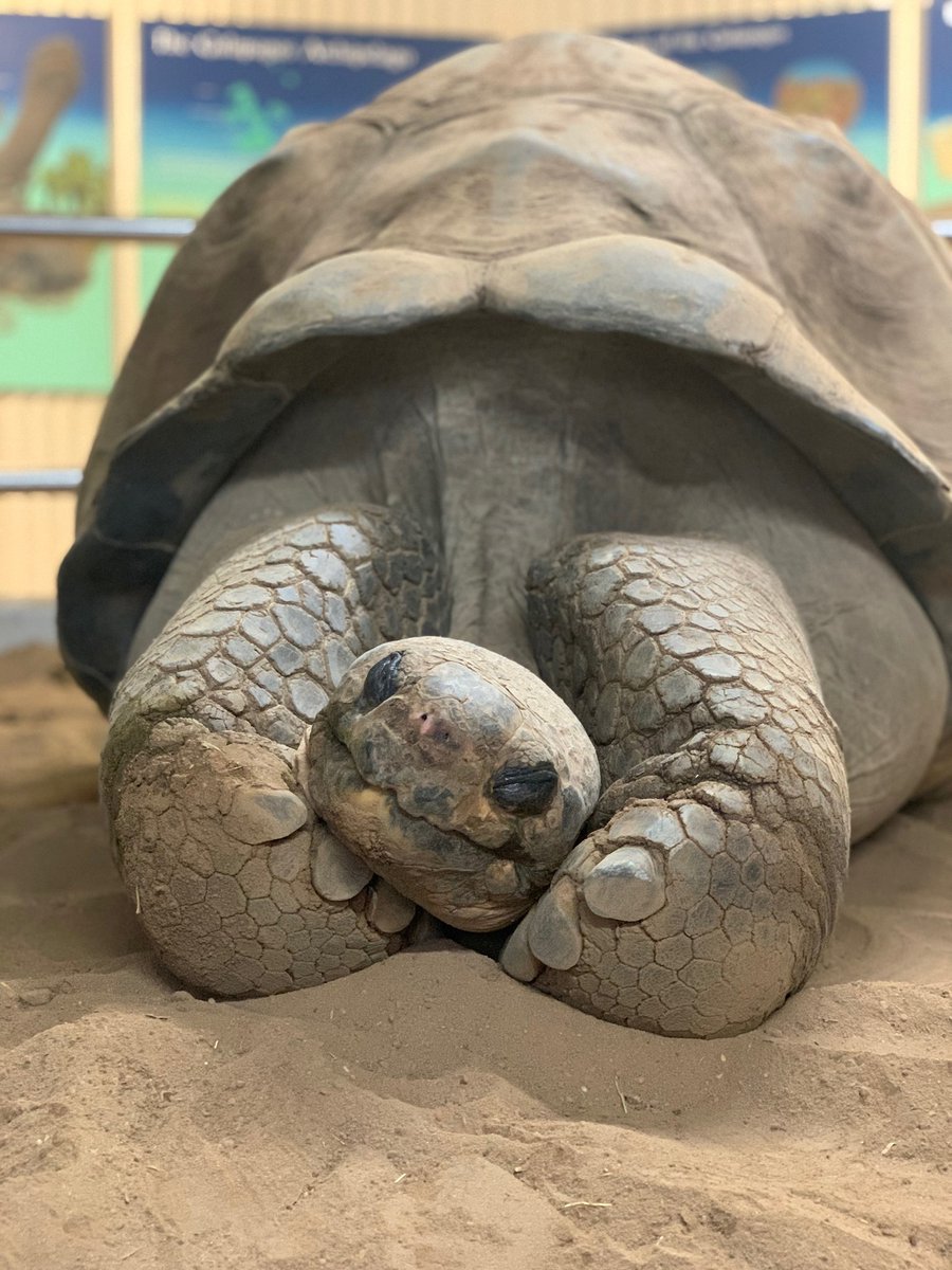 amandawtwong's tweet photo. OMG, look at this napping tortoise from the Taronga Western Plains Zoo https://t.co/z4VoIItugM