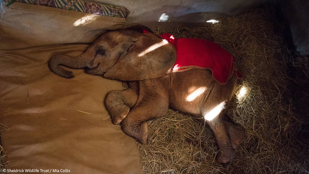 SheldrickTrust's tweet photo. Rescued orphan baby elephants are extremely fragile. They need round-the-clock Keeper care, milk on demand and a comforting presence. Adoptions help us provide this care, saving the animals you love. Adopt an orphan today: https://t.co/tRc4lNp4KO https://t.co/xQMI9d1WKy