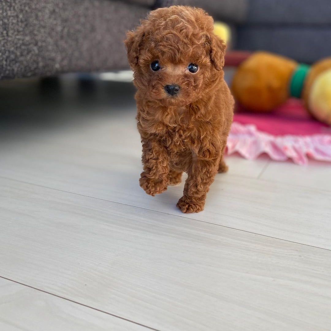 Teacup Poodles and Yorkies for sale..
#teacuppoodle in USA
#teacupchihuahua in Europe
#teacupyorkies in Canada
#goldendoodles in Egypt
#teacuppoodle in Germany