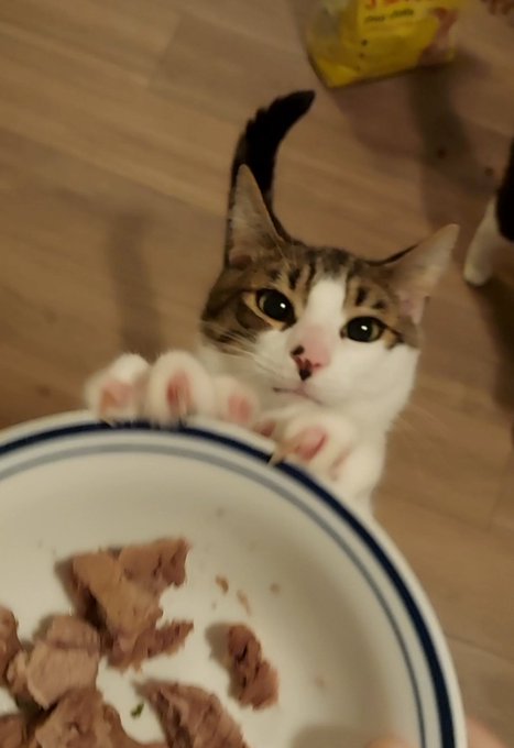 Roast beef pls? https://t.co/3bjNl0Vjxn