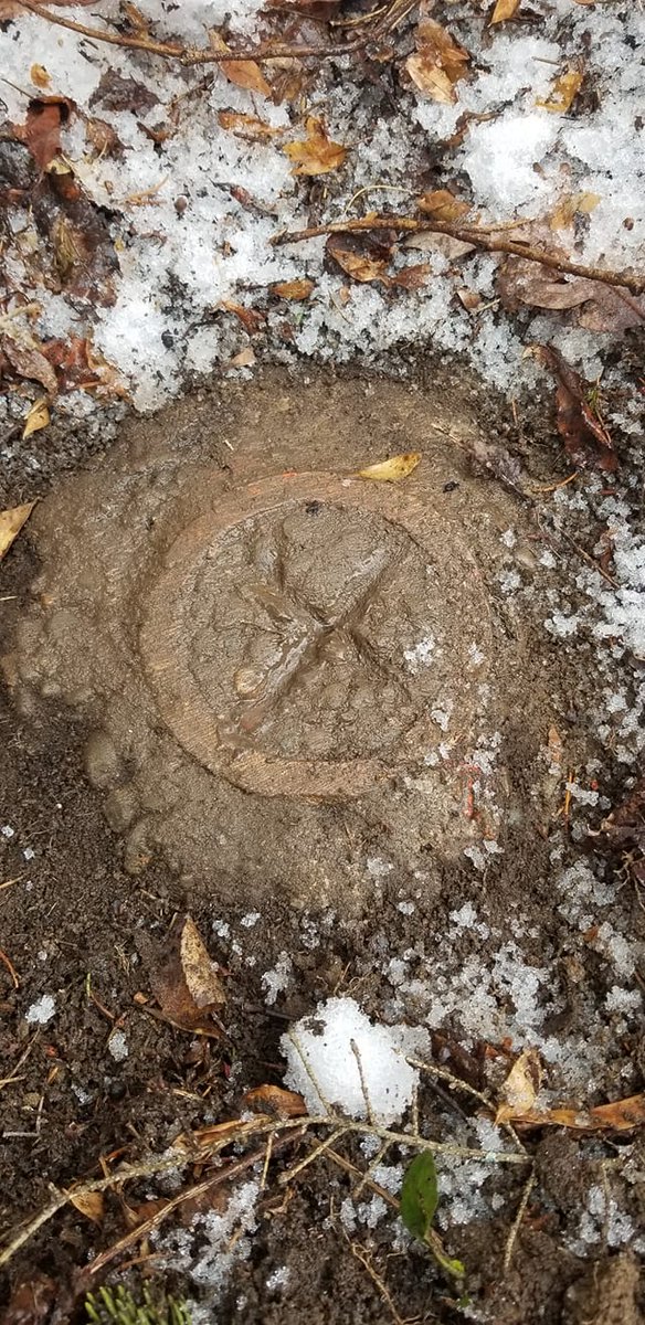 SurveyorHelp's tweet photo. X marks the spot. Surveyor's gold. https://t.co/mooP4QJg3I