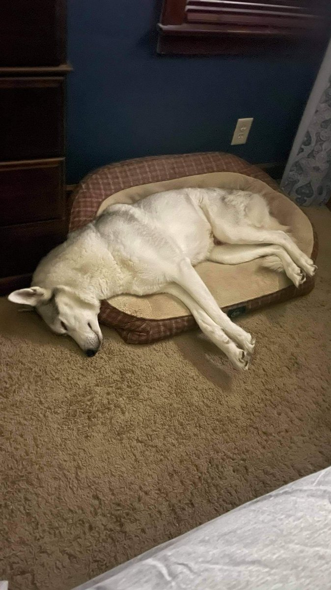 Asand101423's tweet photo. I will never understand how they are able to sleep like this….. I fluff my pillow wrong and my neck/back is hurting for four days 🙄 #CuteAssholes #Huskies #HowIsThisComfortable https://t.co/n1P5fHKUdZ
