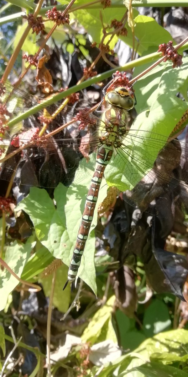 A wander around the <a href="/YHASwanage/">YHA Swanage</a> garden produced 1 Jersey Tiger, a Roe Deer, 1 Female Southern Hawker, 1 Blackcap, Willow Warbler and 23 vocal Swifts above.
<a href="/YHAOfficial/">YHA England & Wales</a>