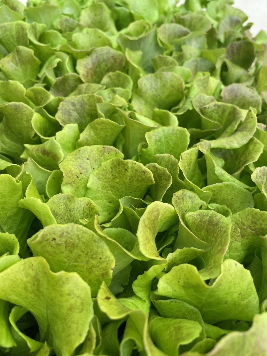 nebullam's tweet photo. Happy Wednesday everyone! Ames subscribers, your deliveries are on their way! #nebullam #amesiowa #indoorfarm #buildinginpublic #freshness #directtocommunity https://t.co/6ZyIQ5an2W