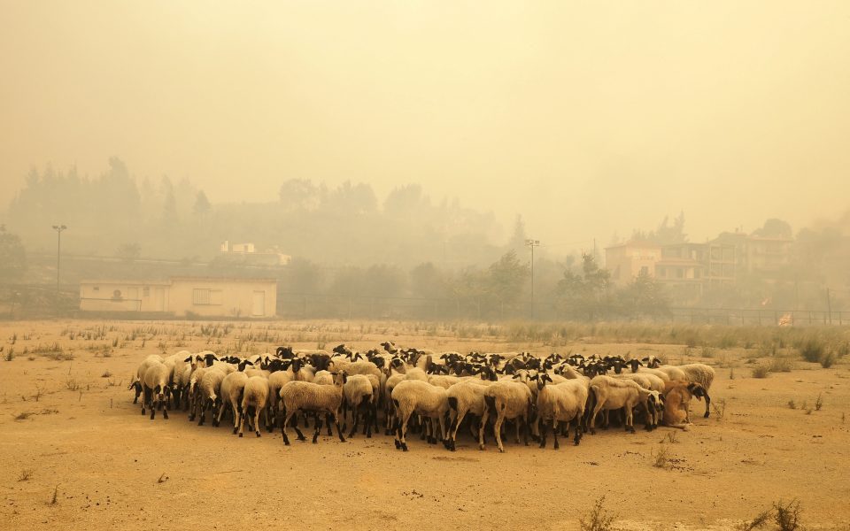 Tourists, residents evacuated by boat in Greece as wildfires rage dlvr.it/S52GpN