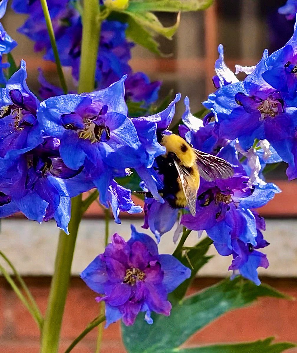 ChristinaKottm2's tweet photo. Just ‘bee’ happy! 🐝 #bee #purpleflowers💜 #naturelovers #shotoniphone #cute #hobbyphotography #outdoors #outexploring #nature_sultans #natureza #nature_perfection #nature_brilliance #littlemoments #itsthelittlethings https://t.co/gnr3cPgQ3b