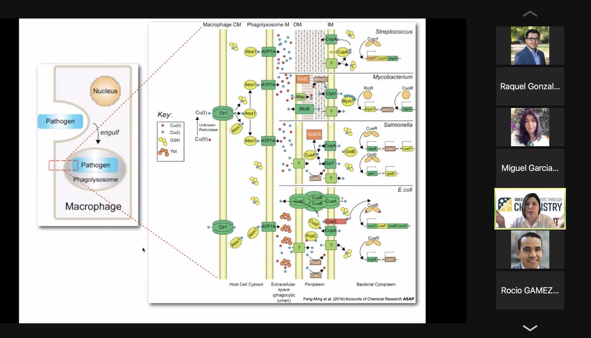 Wow, amazing and truly fascinating talk from <a href="/Kelly_N_Chacon/">Kelly Chacón</a> !

#BBTC2021