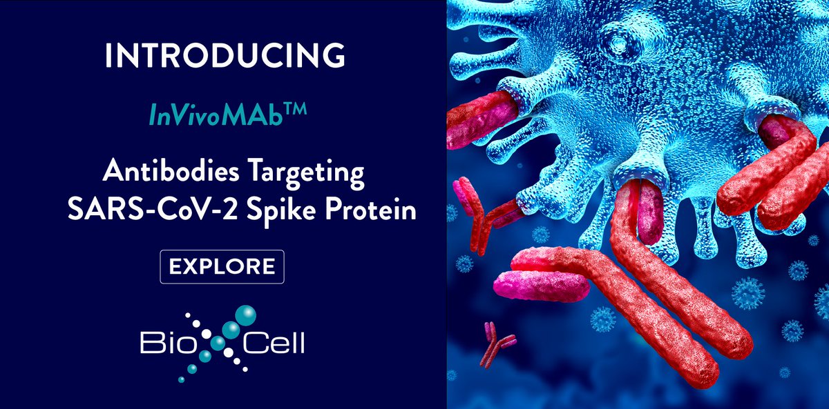 invivoantibody's tweet photo. Introducing NEW antibodies against the SARS-CoV-2 Spike protein. Bind a variety of epitopes on the S protein, neutralize SARS-CoV-2 and block the ability of the S protein of the virus to bind the ACE2 receptor. #Bio_X_Cell #invivoantibody #SARS_CoV_2 https://t.co/akGd6RNcsa https://t.co/XIu92DEhT6