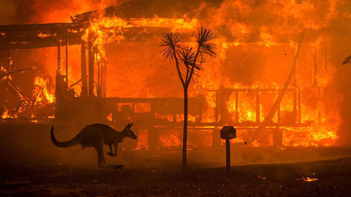 Bütün dünya alev alev: Orman yangınlarıyla mücadele eden tüm ülkeler

➤ bit.ly/3fvM66g