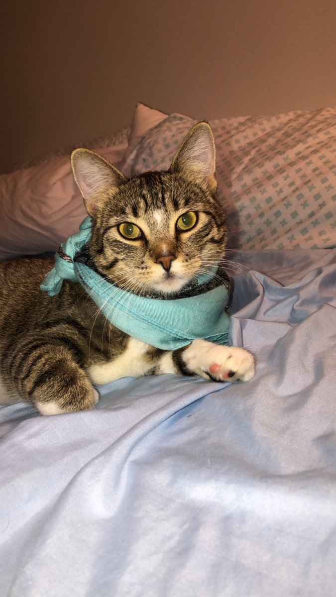 ndooyema's tweet photo. @ElaniKitten This is Waylon 🥺😍 https://t.co/97nSRwt4qf