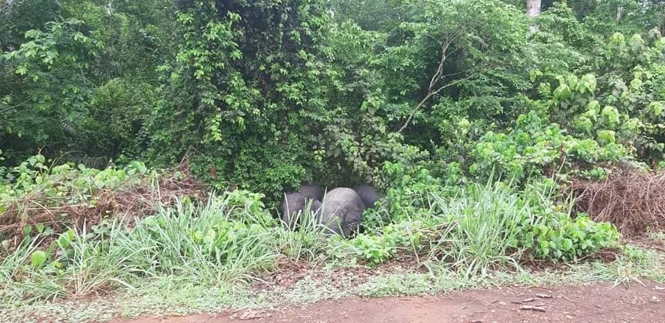 SODEFOROFFICIEL's tweet photo. Un troupeau de 3 Éléphants aperçu dans la forêt classée de Port Gauthier. Les agents de la SODEFOR l'ont aperçu, le 29 juillet 2021, alors qu'ils étaient en patrouille de surveillance. La SODEFOR appelle donc les populations riveraines à la vigilance et à informer ses agents.. https://t.co/kKiPJUalH5