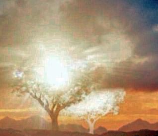 JRRTolkien's tweet photo. The Trees! https://t.co/hIN1Np2ld1